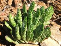 Gasteria retusa 