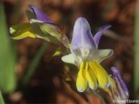 Sparaxis auriculata 