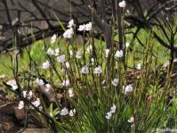 A clump of Aristea spiralis