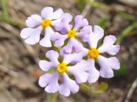 Zaluzianskya villosa 