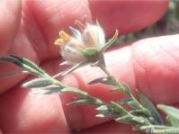 Amphithalea tomentosa, inflorescence 