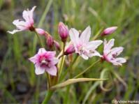 Nerine gracilis