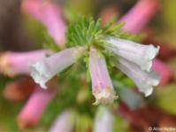Erica fontana, fresh flowers at the stem tip