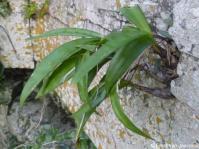Ledebouria loedolffiae in habitat