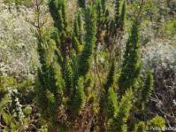 Anthospermum spathulatum 