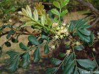 Hippobromus pauciflorus