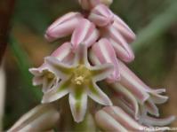 Ledebouria pilosa 