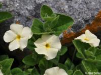 Thunbergia atriplicifolia 