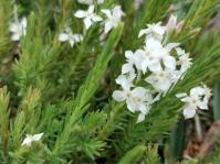 Struthiola dodecandra 