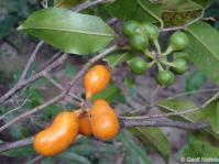 Uvaria caffra