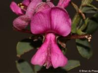 Indigofera denudata 