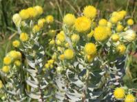 Helichrysum citricephalum, shrubby habit, siver-grey leaves and yellow flower heads