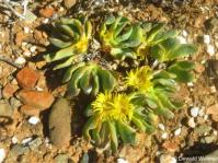 Glottiphyllum carnosum 