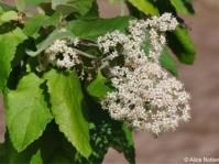 Buddleja dysophylla flowers attract flying insects including bees