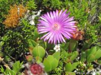 Ruschia promontorii in habitat flowering in spring 