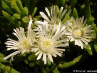 Delosperma frutescens in flower 