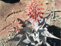 Aloe chabaudii 