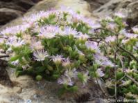 Drosanthemum aasvoelbergense in flower