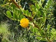 Vachellia sekhukhuniensis