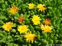 Delosperma nubigenum in flower at the Denver Botanic Gardens