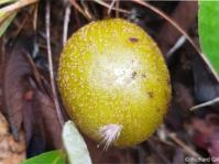Parinari capensis subsp. capensis