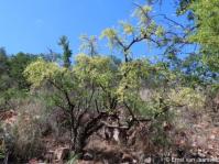 Portulacaria carrissoana, Sierra Chamalinde, southwestern Angola