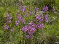 Cycnium racemosum
