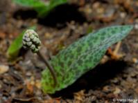 Ledebouria burkei subsp. stolonissima 