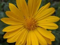 Dimorphotheca chrysanthemifolia 