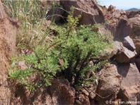 Portulacaria longipedunculata 