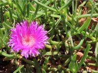 Carpobrotus muirii 