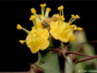 Euphorbia schinzii