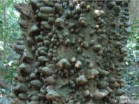 Zanthoxylum davyi 