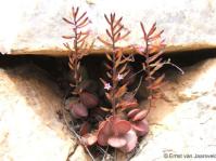 Adromischus subdistichus 