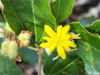 Grewia rogersii 