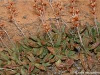 Adromischus schuldtianus subsp. brandbergensis 