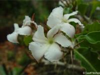 Pachypodium saundersii 