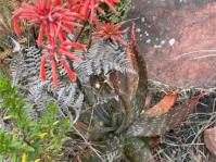 Aloe hahnii in flower in habitat