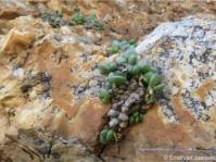 Adromischus diabolicus 