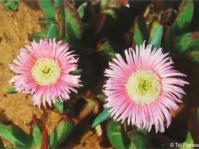 Carpobrotus mellei in flower