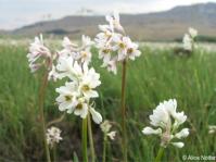 Tulbaghia natalensis 
