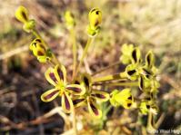 Pelargonium multiradiatum 
