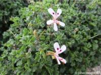 Pelargonium xerophyton 