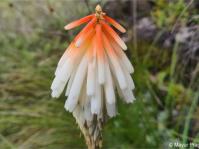 Kniphofia thodei