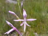 Radinosiphon leptostachya 