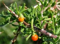 Lycium horridum in fruit