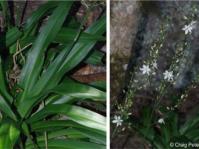 Chlorophytum capense 