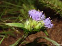 Cyanotis speciosa