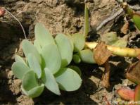 Close-up of the leaves of Curio muirii 