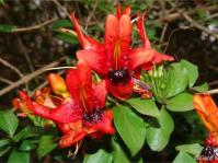 Ruttya fruticosa